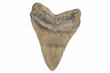 Huge, Fossil Megalodon Tooth - North Carolina #219982-2